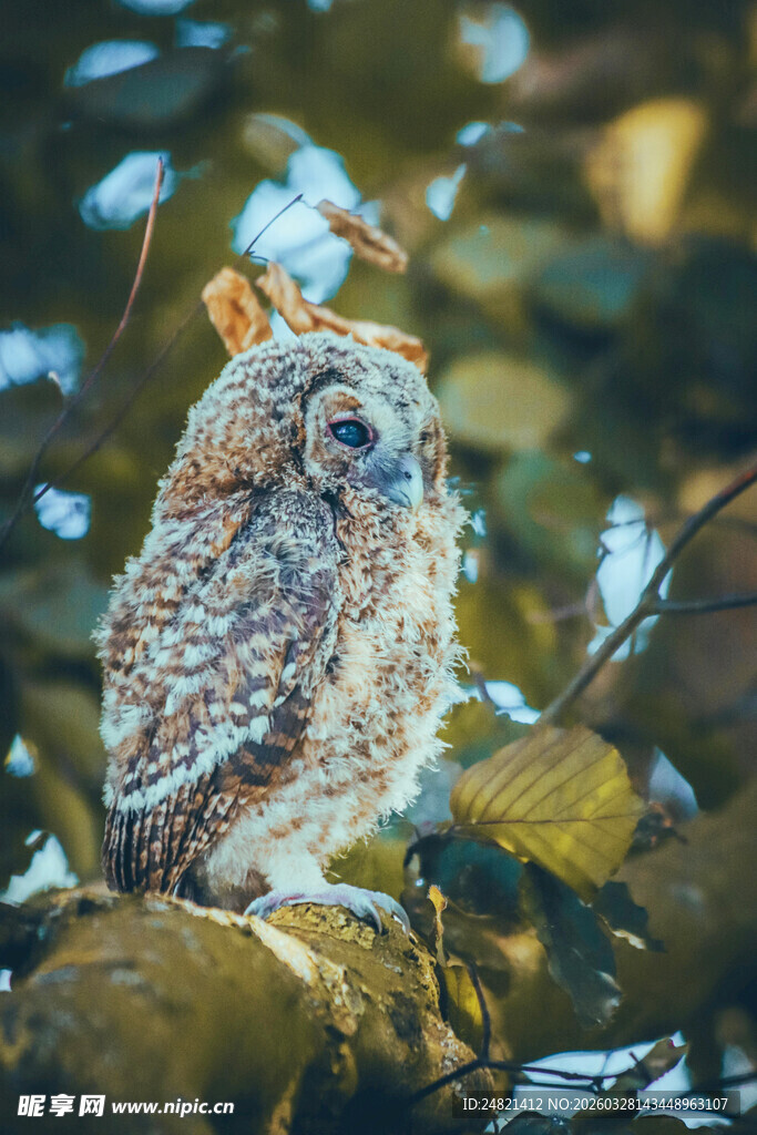 岩石上的可爱猫头鹰