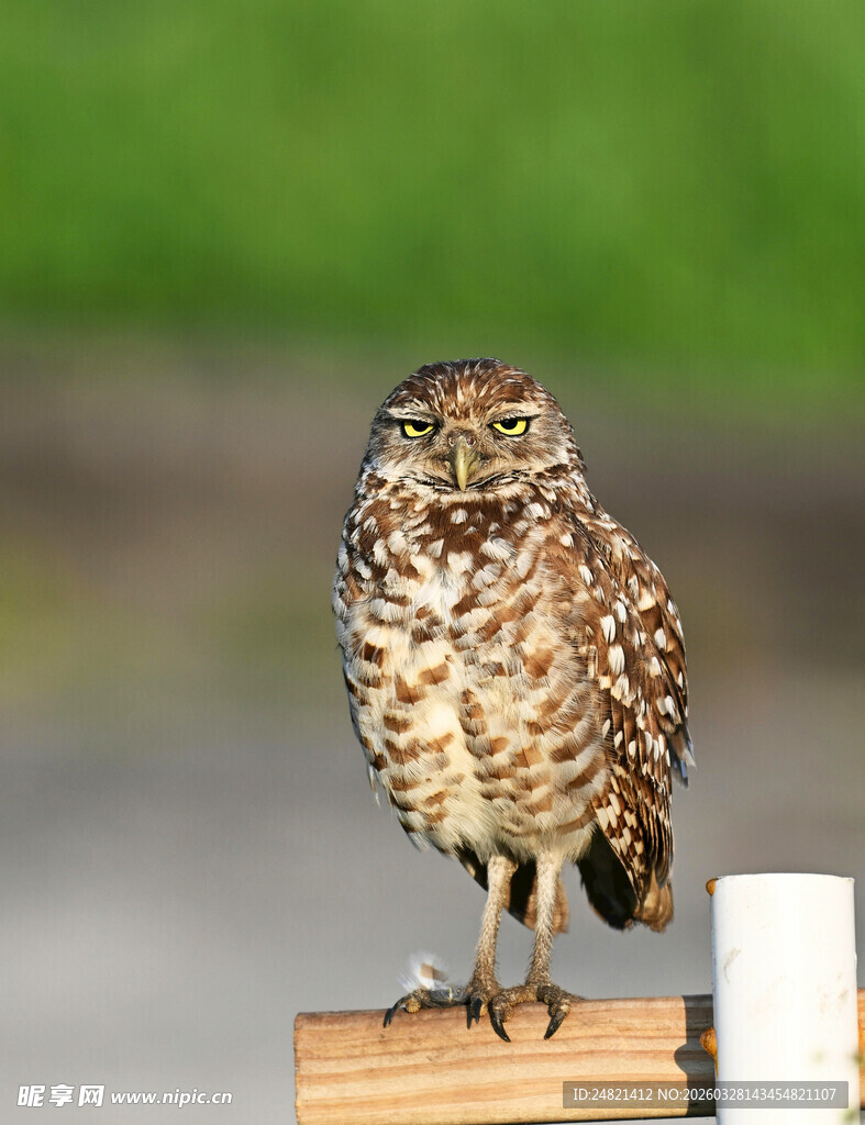 站在木桩上的猫头鹰