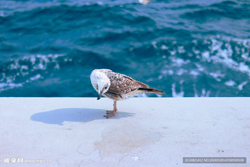 海边单只海鸥低头伫立
