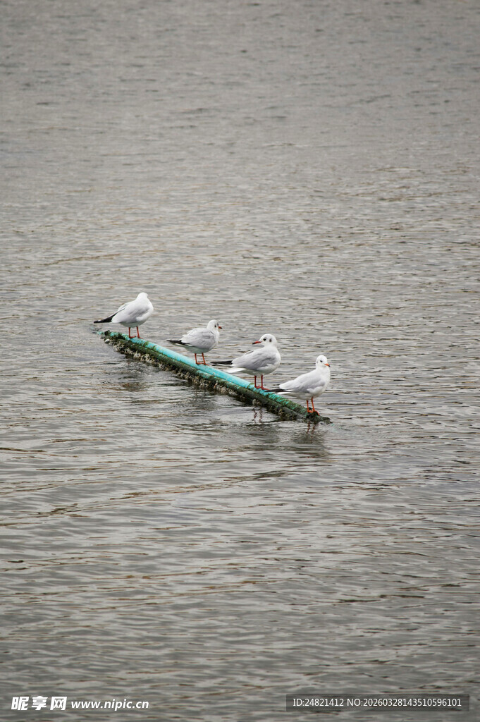 水面上的几只白鸽