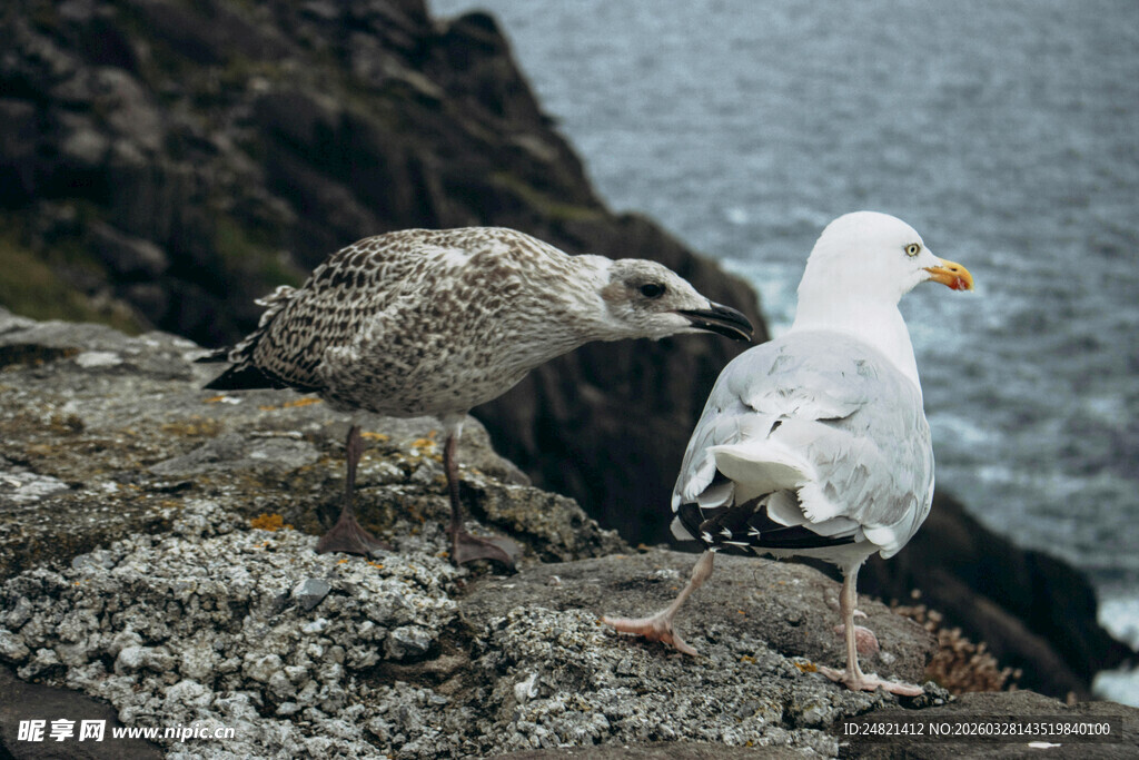 岩石上对峙的两只海鸟