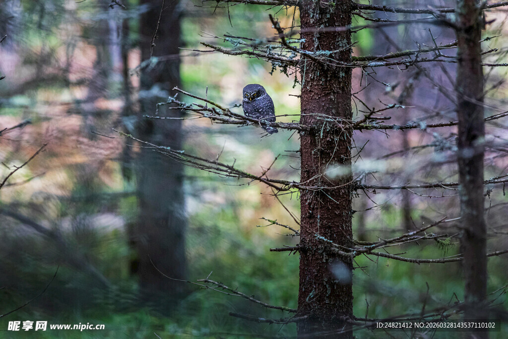 森林中栖息于树干的小鸟