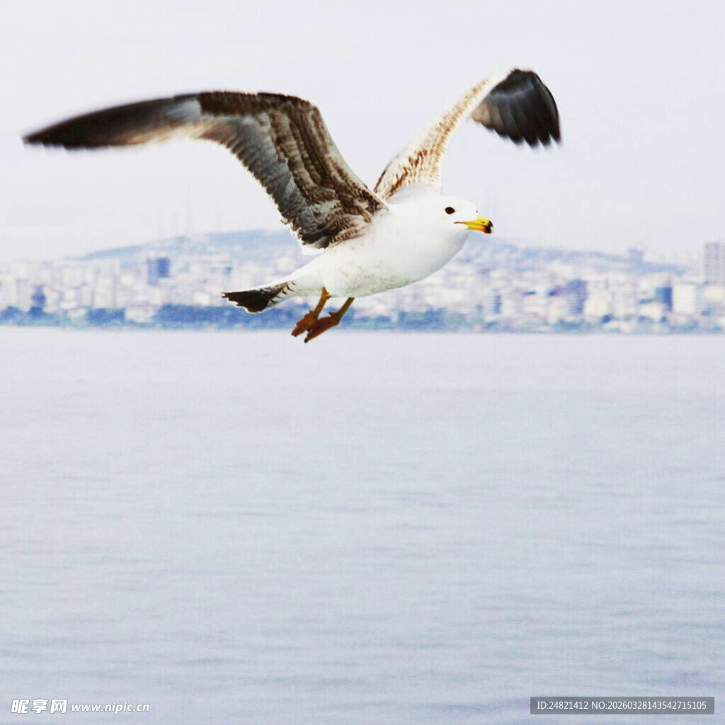 海鸥于海面之上展翅飞翔