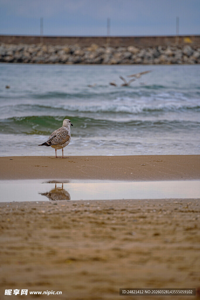 海滩上的海鸥