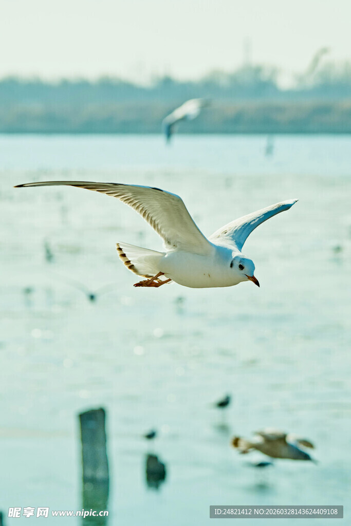 海鸥翱翔于波光粼粼水面