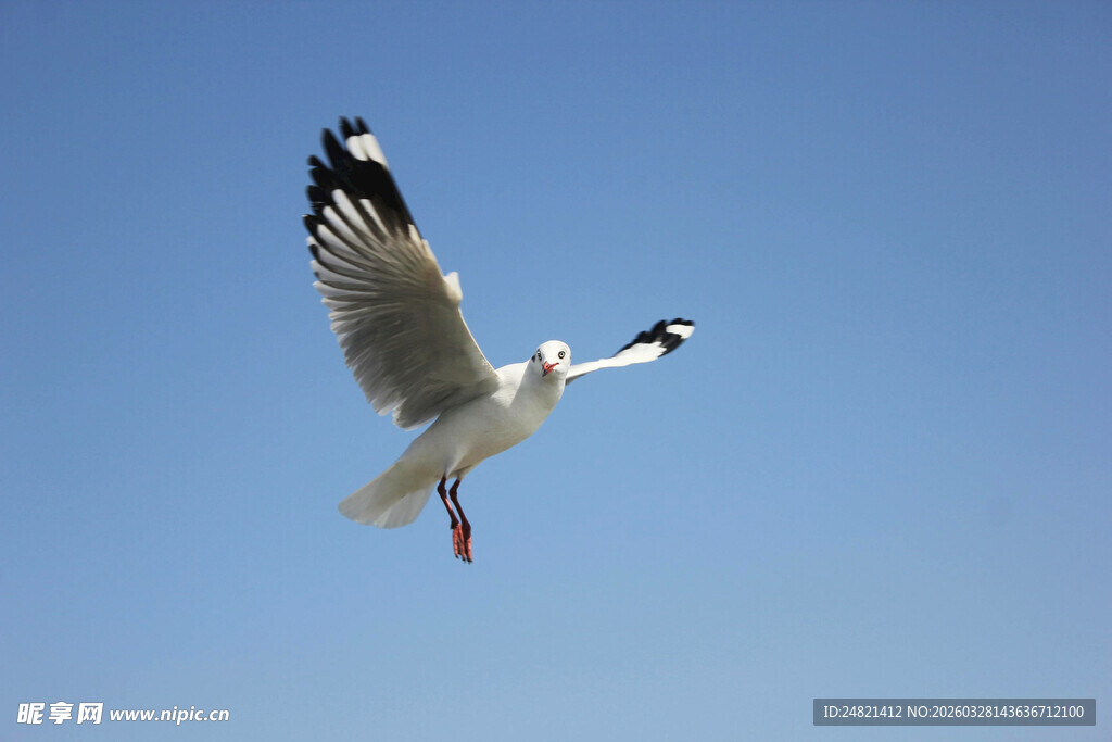 翱翔蓝天的海鸥