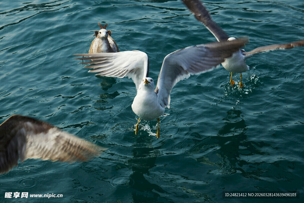 海面上的飞鸟与游禽