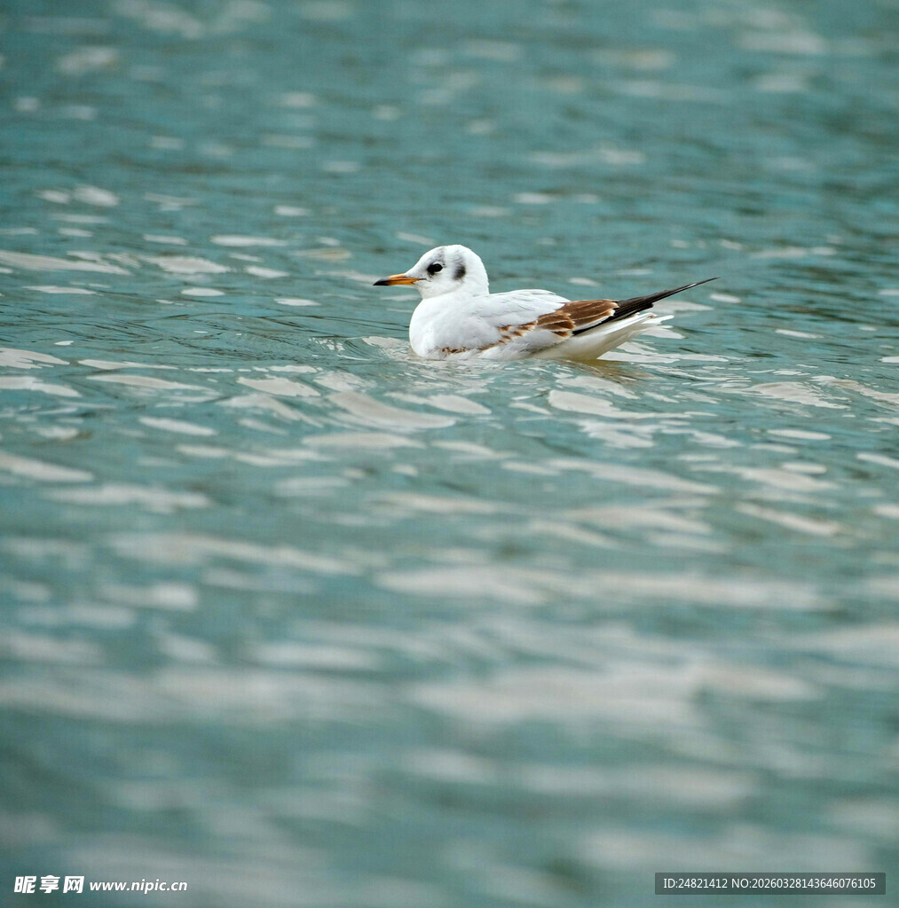 水中畅游的海鸥