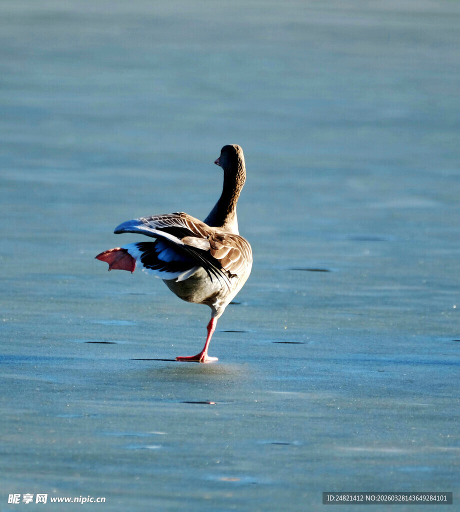 冰上独舞的鸭子