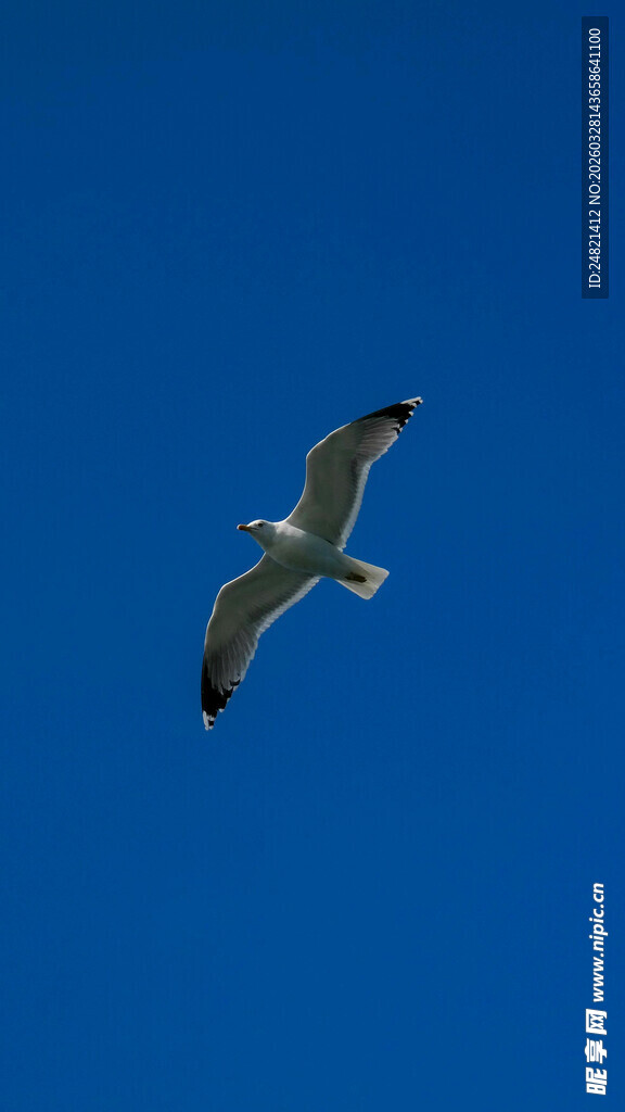 蓝天下翱翔的海鸥