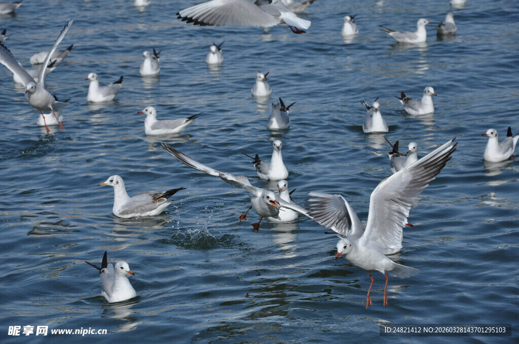 海面上群鸥飞舞的景象