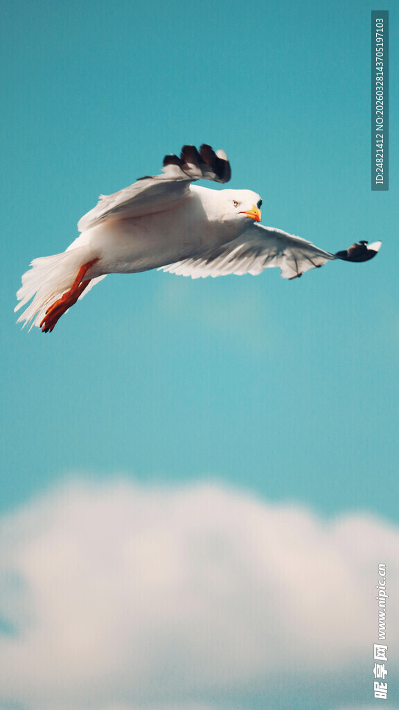 蓝天中翱翔的白色海鸥