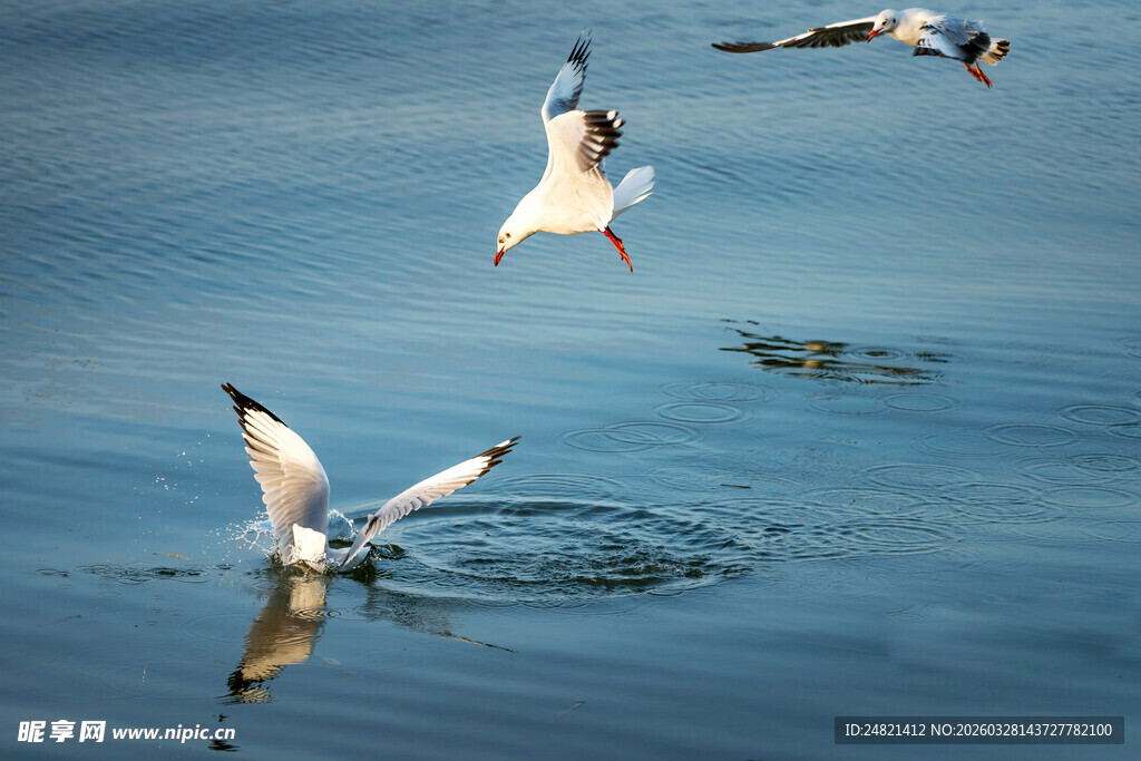 海面上飞翔捕食的鸟儿