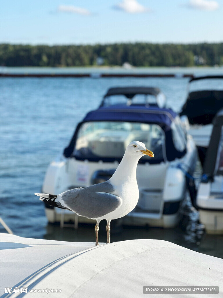 海鸥立于游艇船头