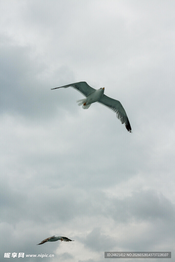 天空中翱翔的海鸥