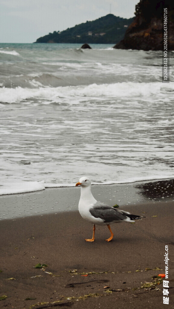 海滩上的海鸥
