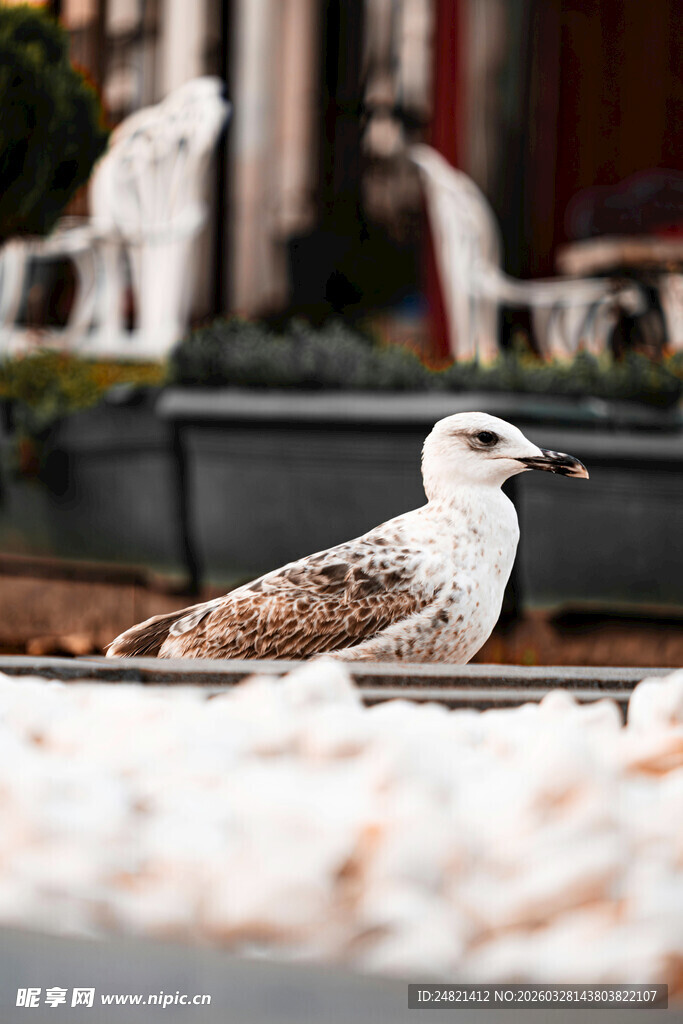 岸边休憩的海鸥