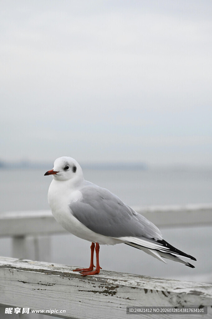 海鸥立于栏杆眺望远方