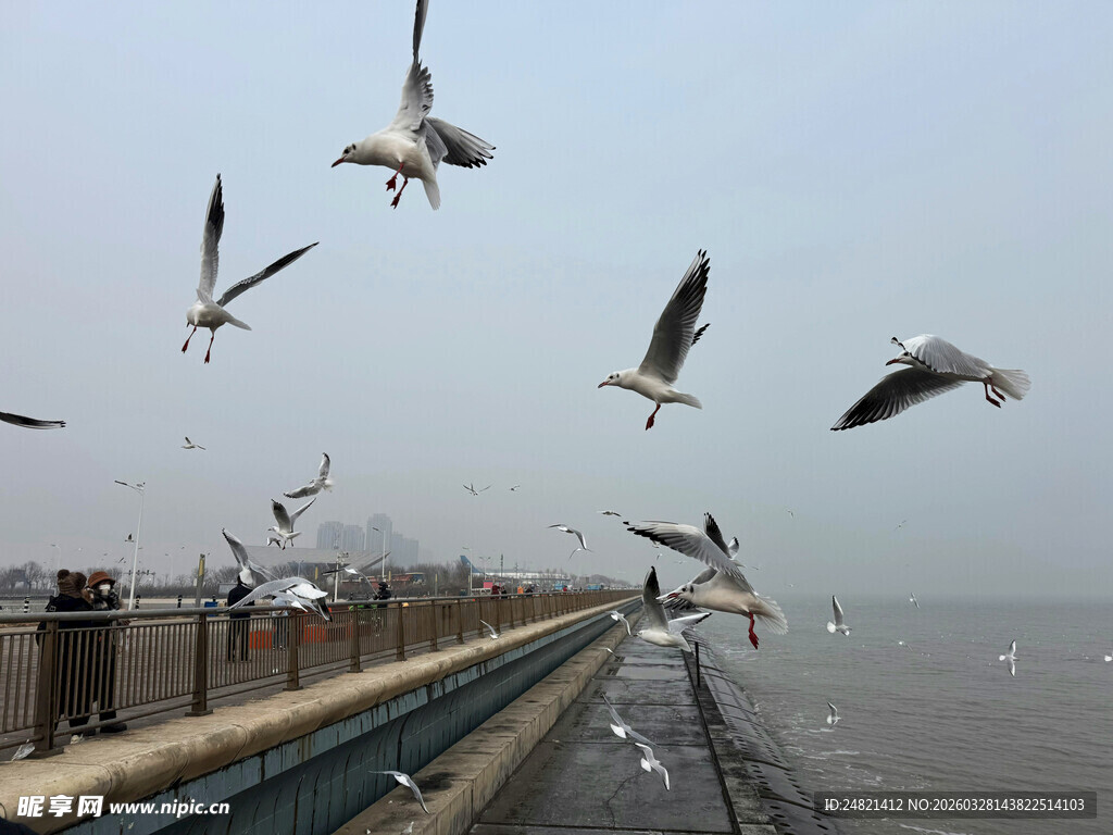 海边海鸥飞舞的美丽景象