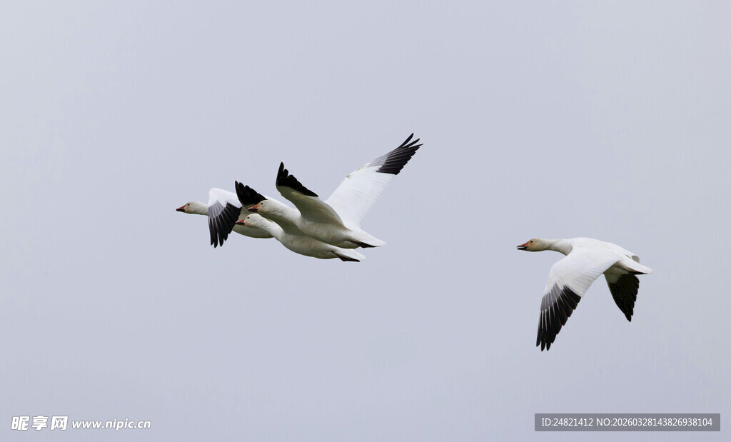 天空中飞翔的几只飞鸟