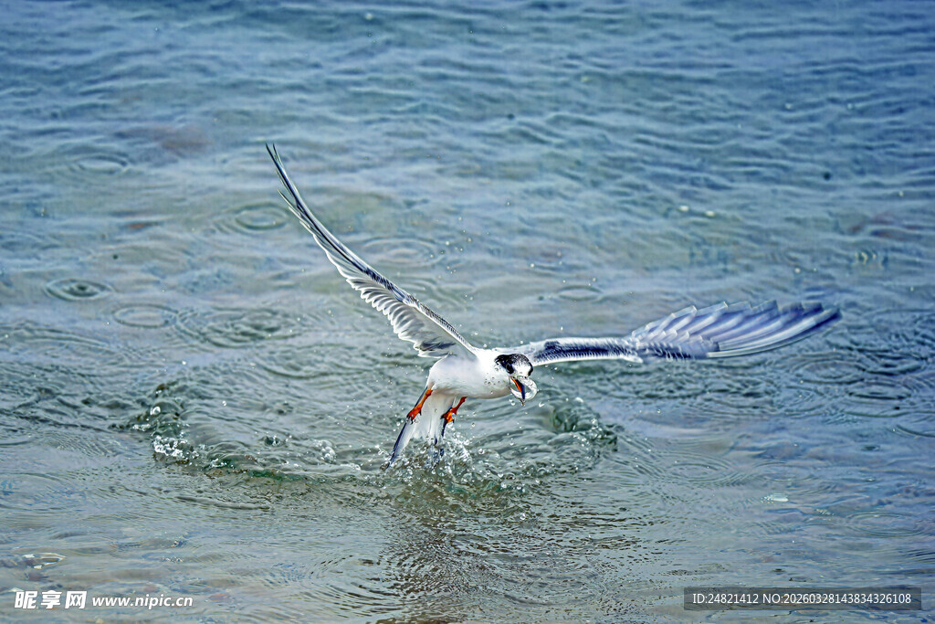 海鸥于海面展翅捕食