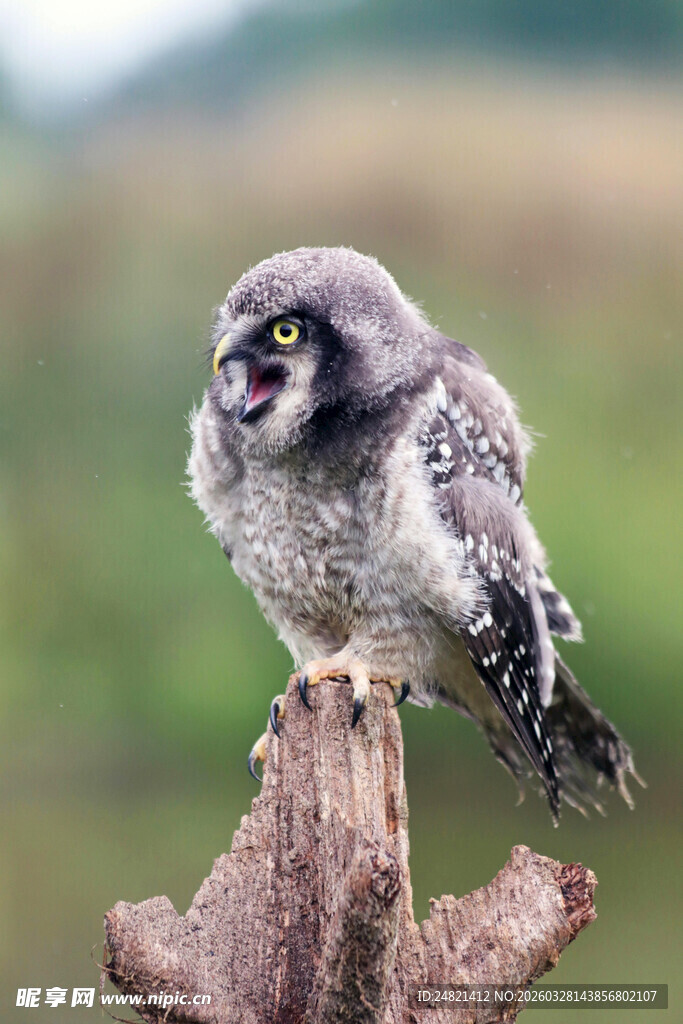 站在树桩上的小灰猫头鹰