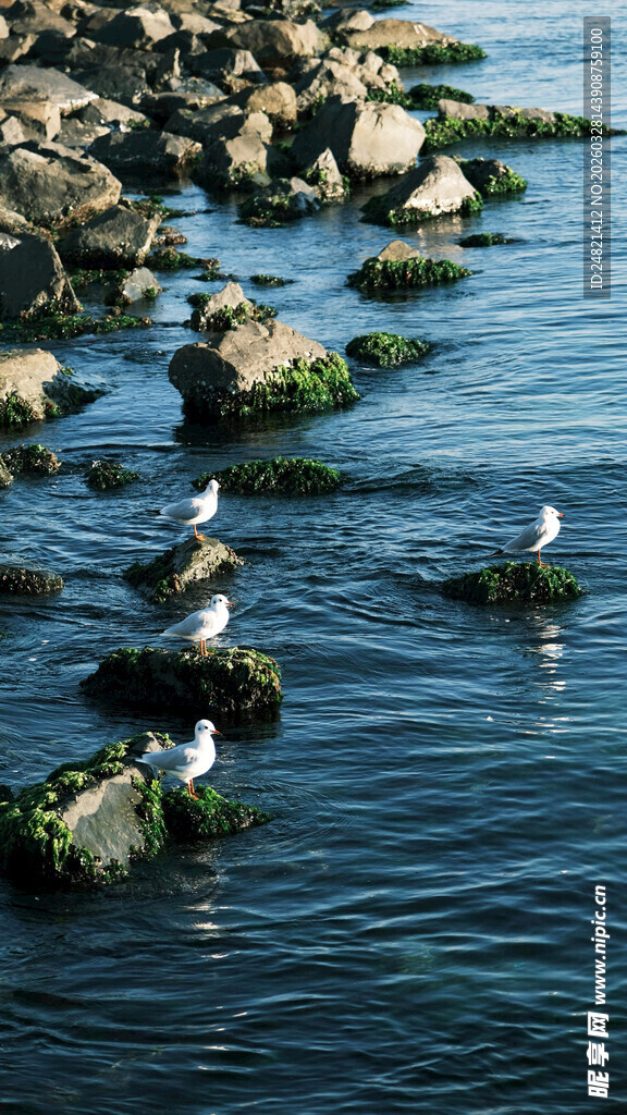 海边礁石上的栖息鸟儿