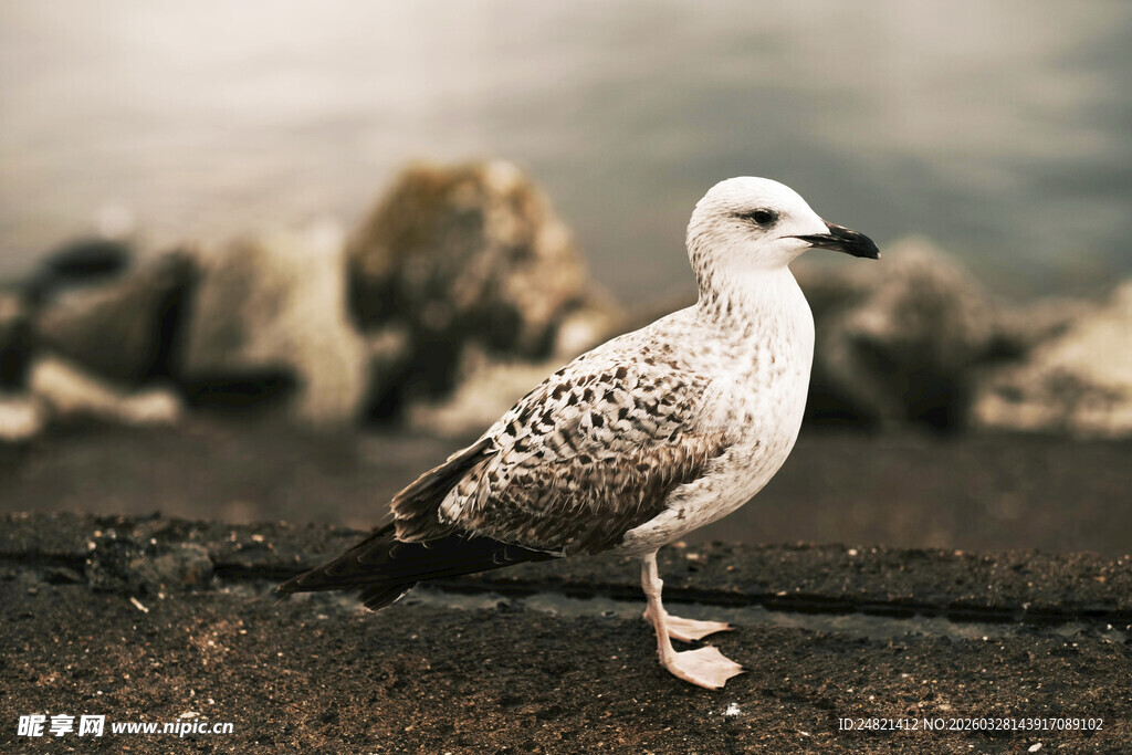 岸边站立的幼年海鸥