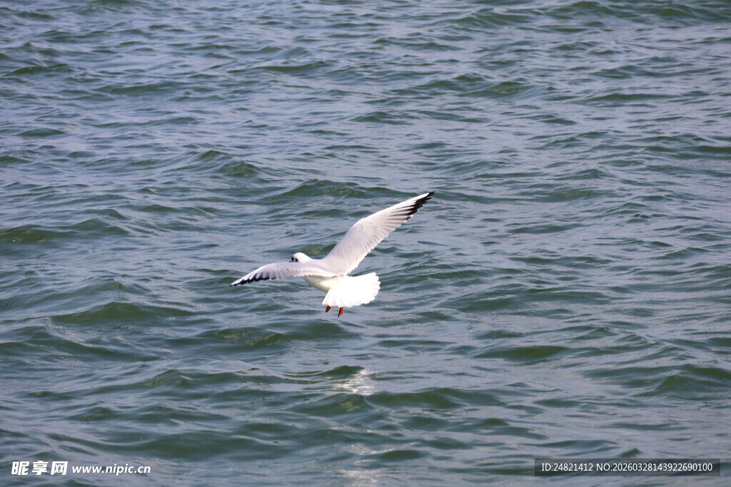 海鸥于碧波上展翅飞翔