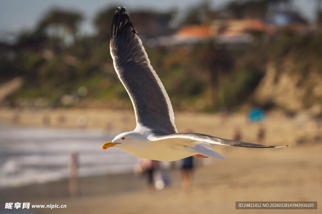 海滩上翱翔的海鸥