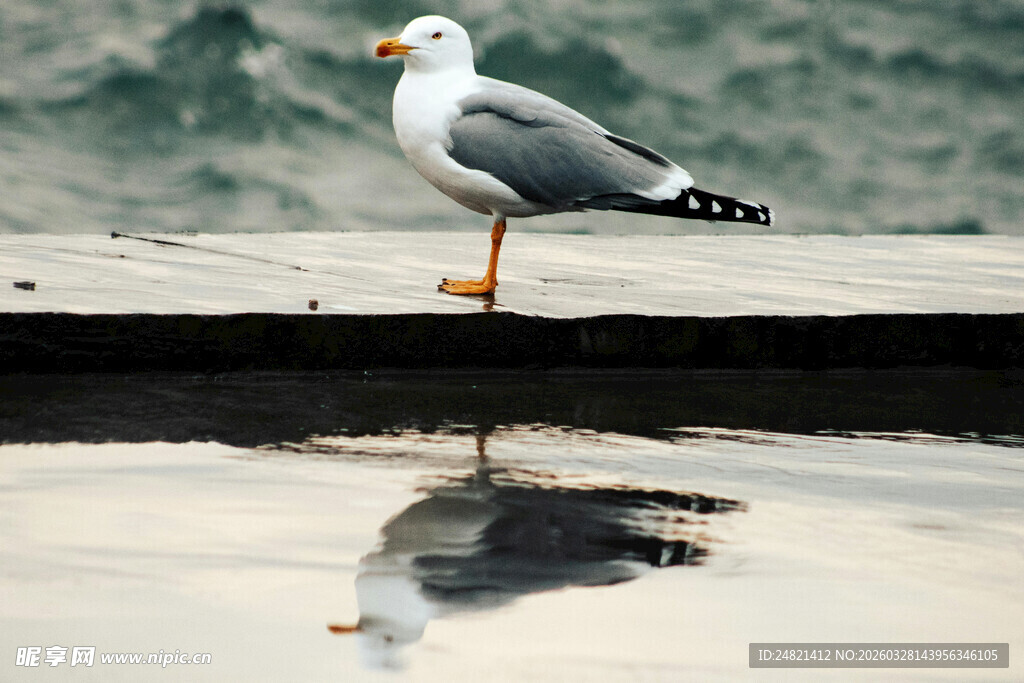 海鸥立于水边倒影处