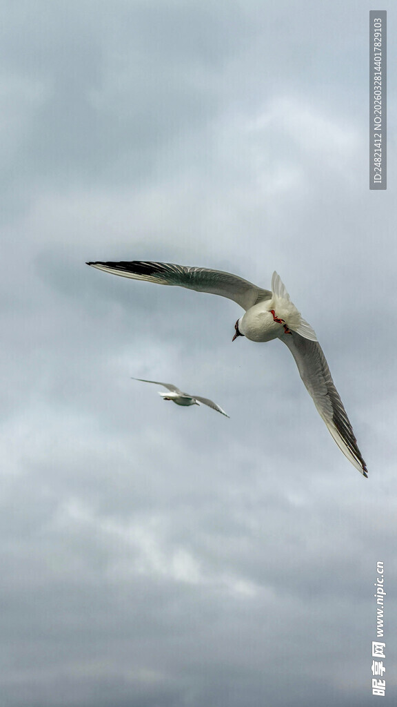 天空中翱翔的两只海鸥