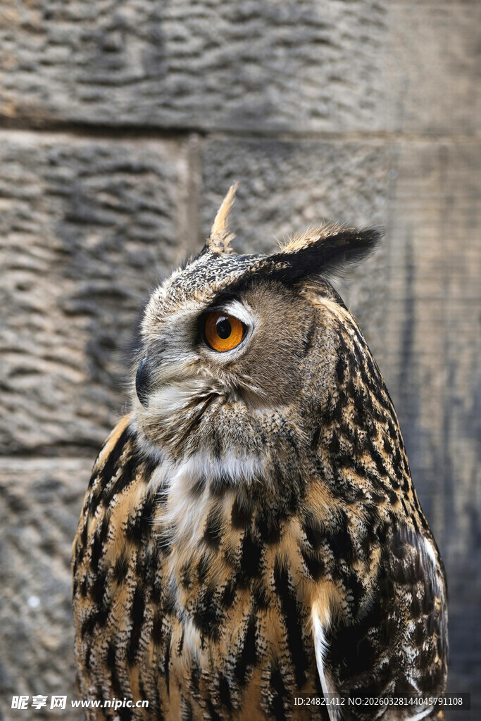 猫头鹰特写