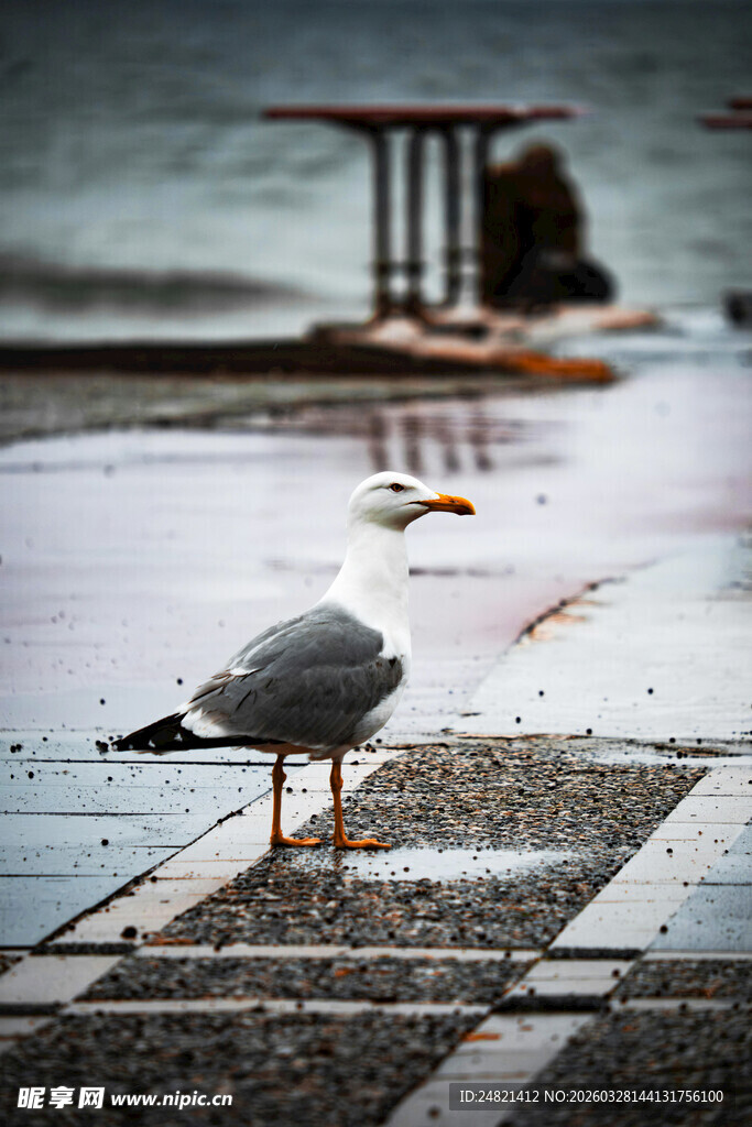 雨中码头的孤独海鸥