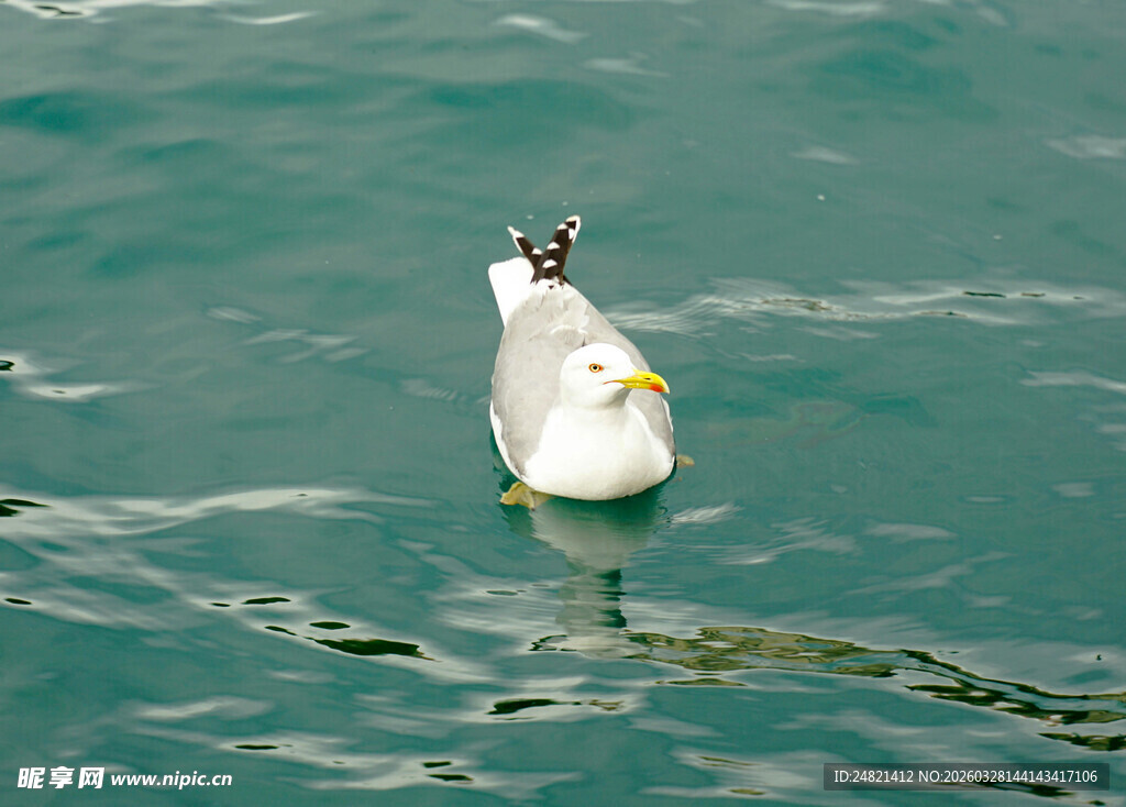 水中漂浮的海鸥
