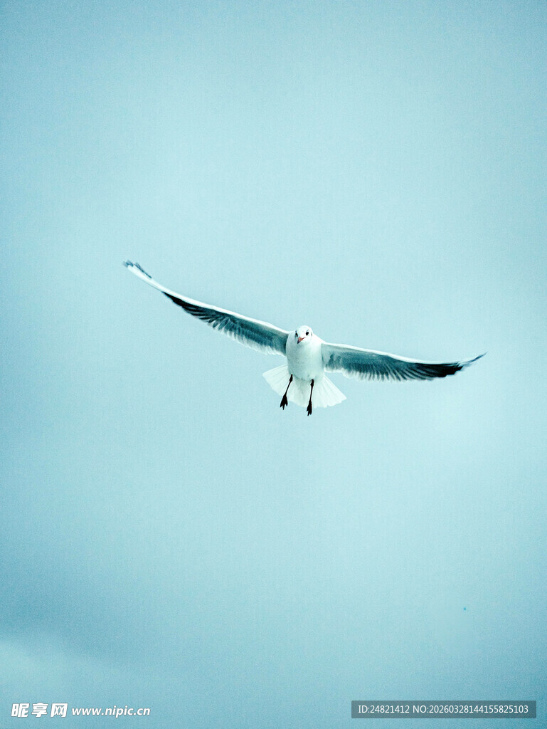 蓝天中展翅翱翔的海鸥