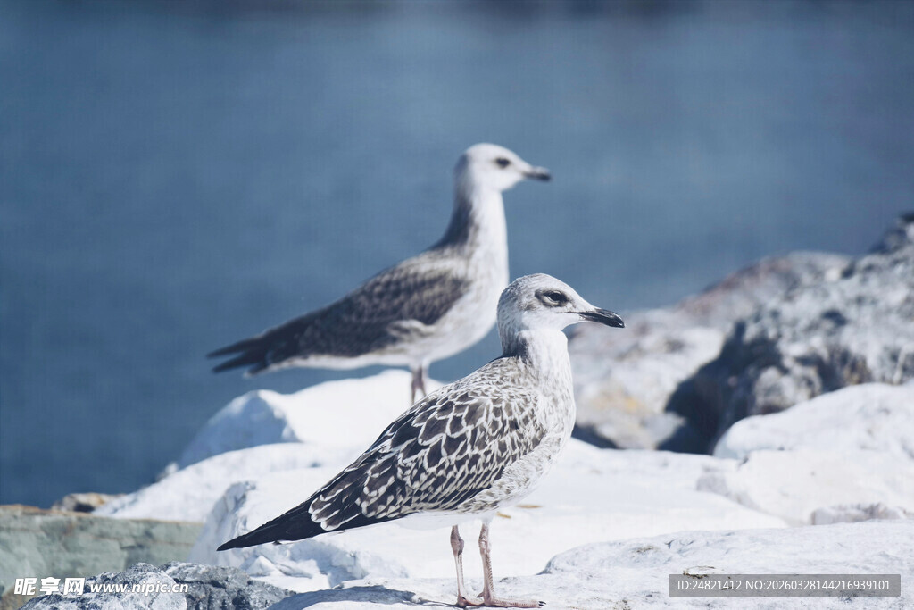 两只海鸥立于岩石之上