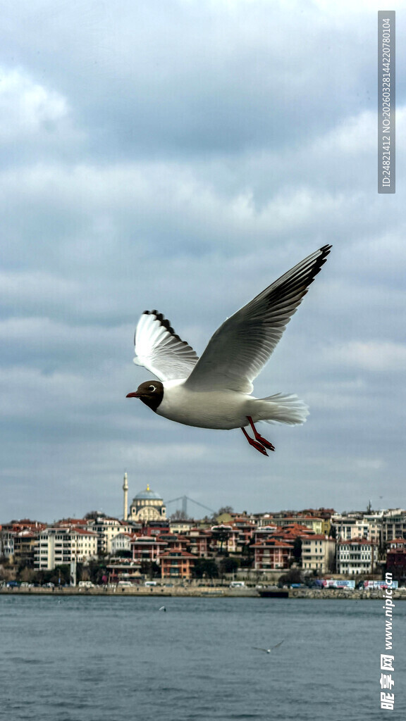 海鸥于城市水域上空飞翔