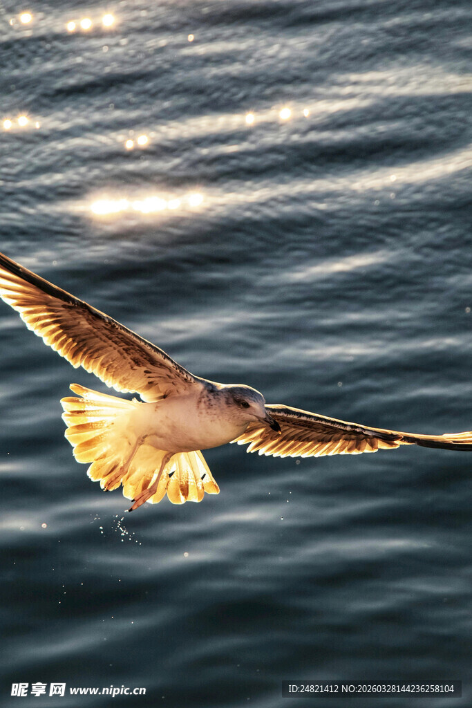 海鸥翱翔于海面