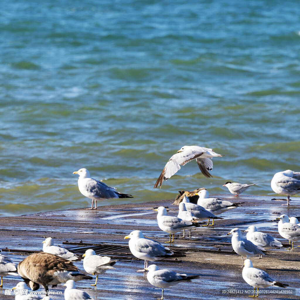 海边群鸥嬉戏