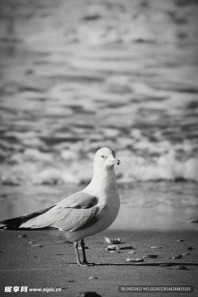 海边单只海鸥伫立