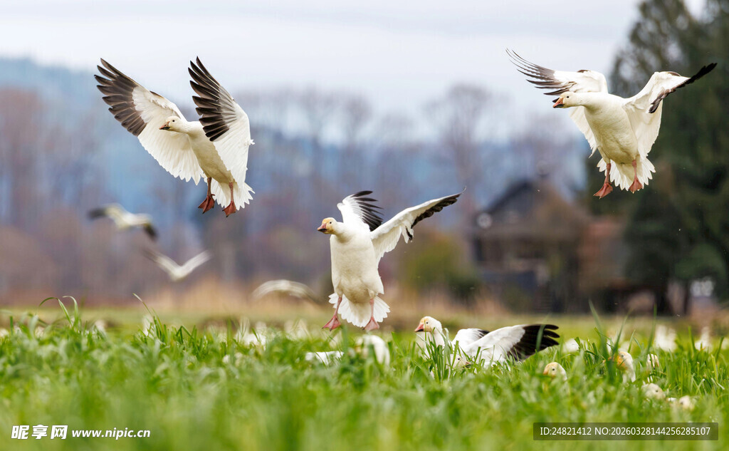 群鸟于绿野上空展翅飞翔