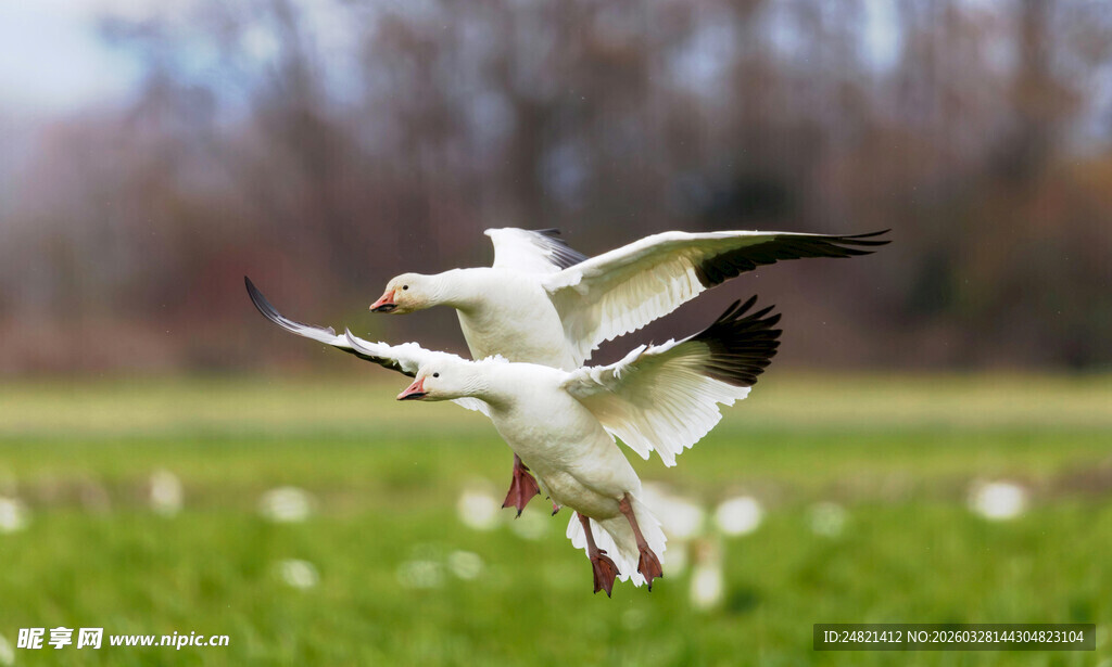 白鸟于绿野间展翅飞翔