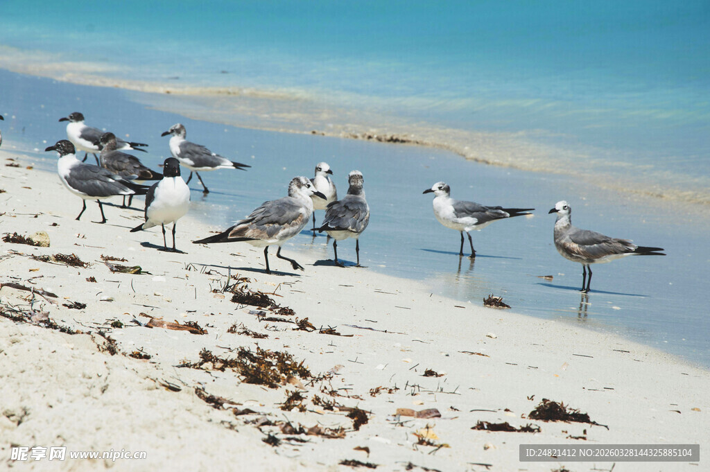 海滩上的群鸟