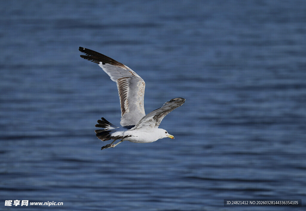 海鸥于海面翱翔