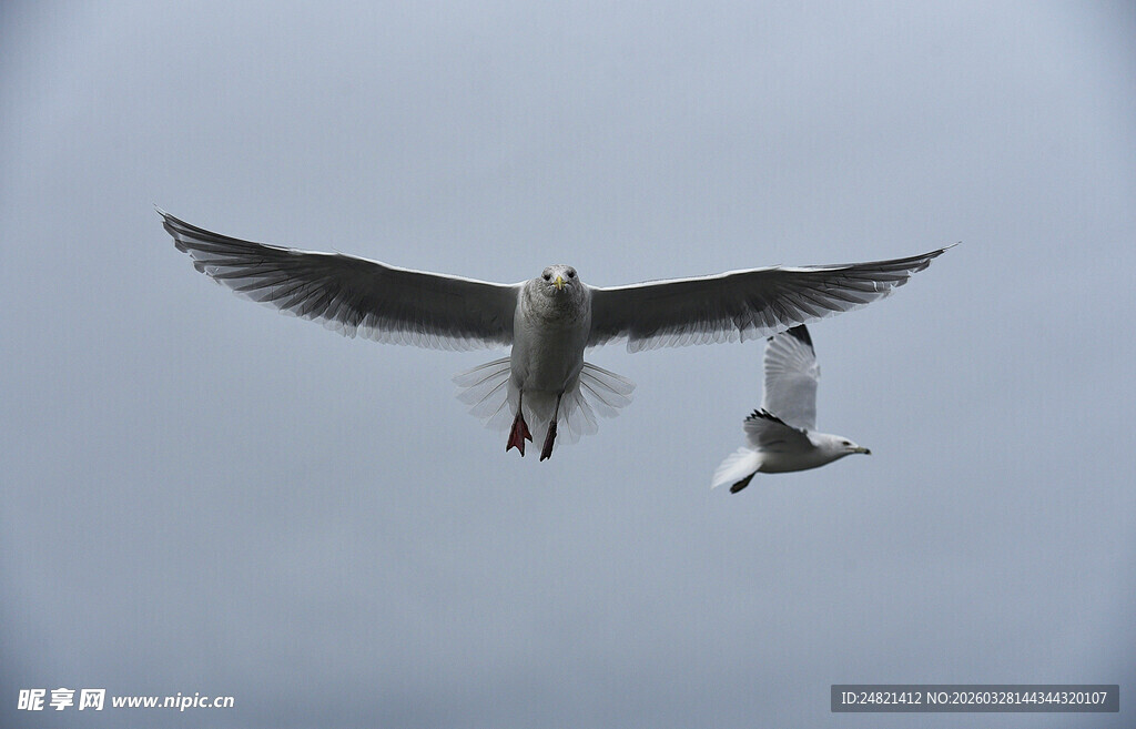 双海鸥展翅翱翔天际