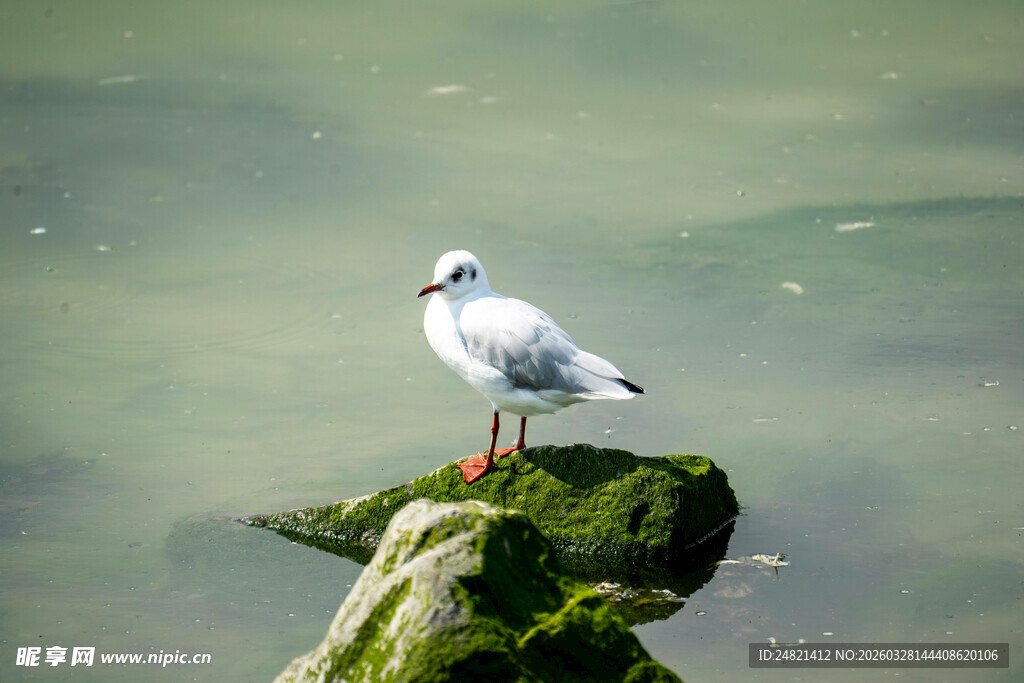海鸥立于青苔覆盖的岩石