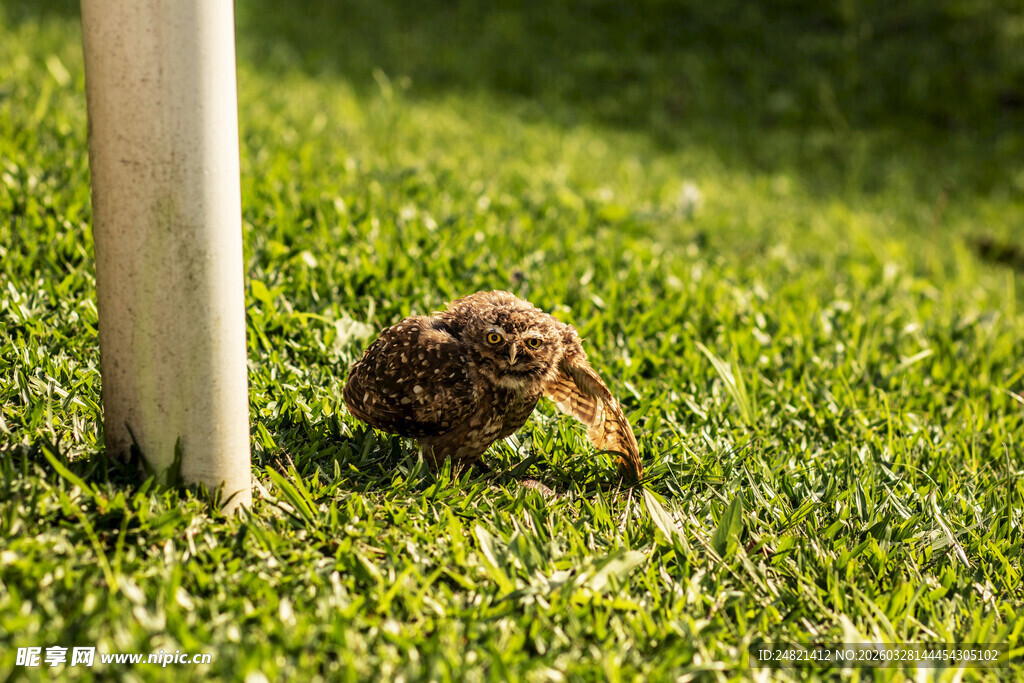草地上的小刺猬