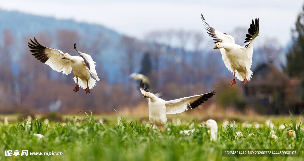 田野上展翅飞翔的白鸟