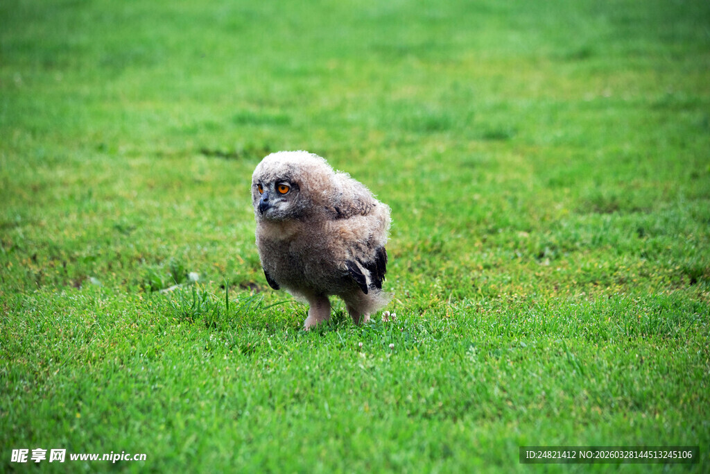 草地上的可爱小鸟